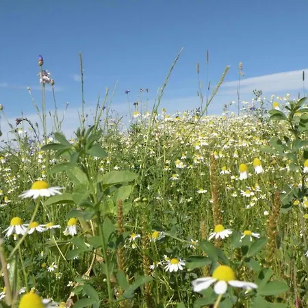 シャレー Very Welcoming And Cosy *