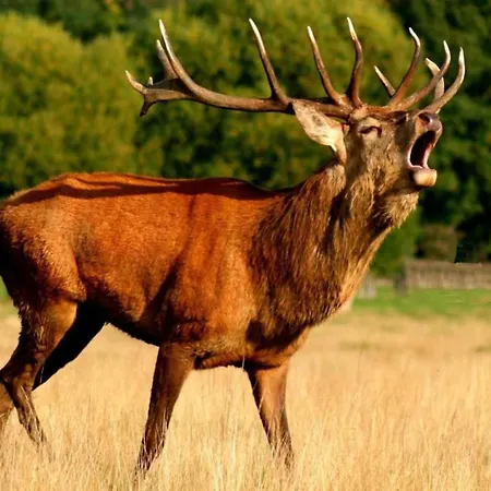 シャレー Very Welcoming And Cosy